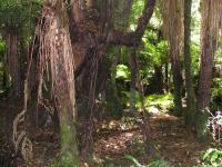 Albums/20060200-New Zealand 2006/20060209-Haast-Wanaka/5